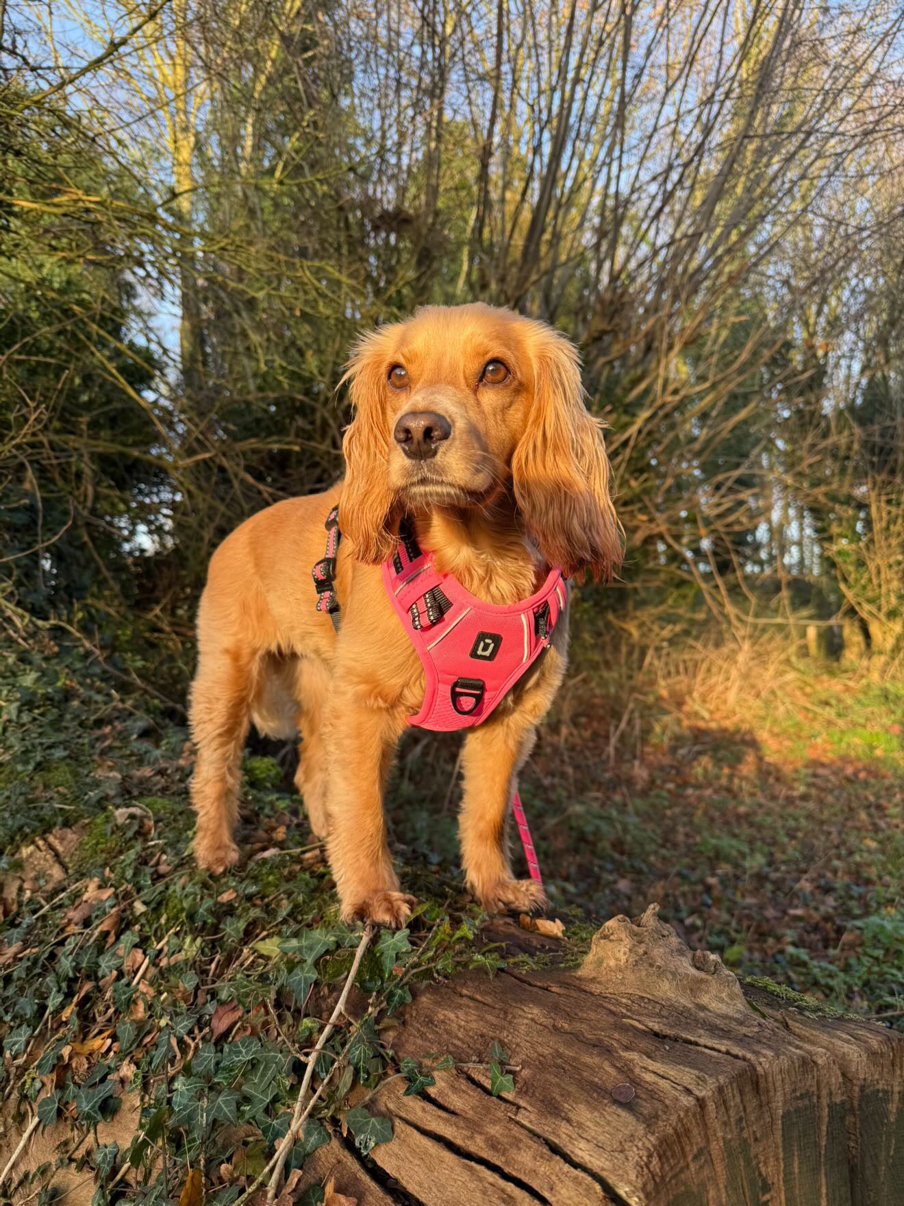 No Pull Adventure Dog Harness & Lead Set