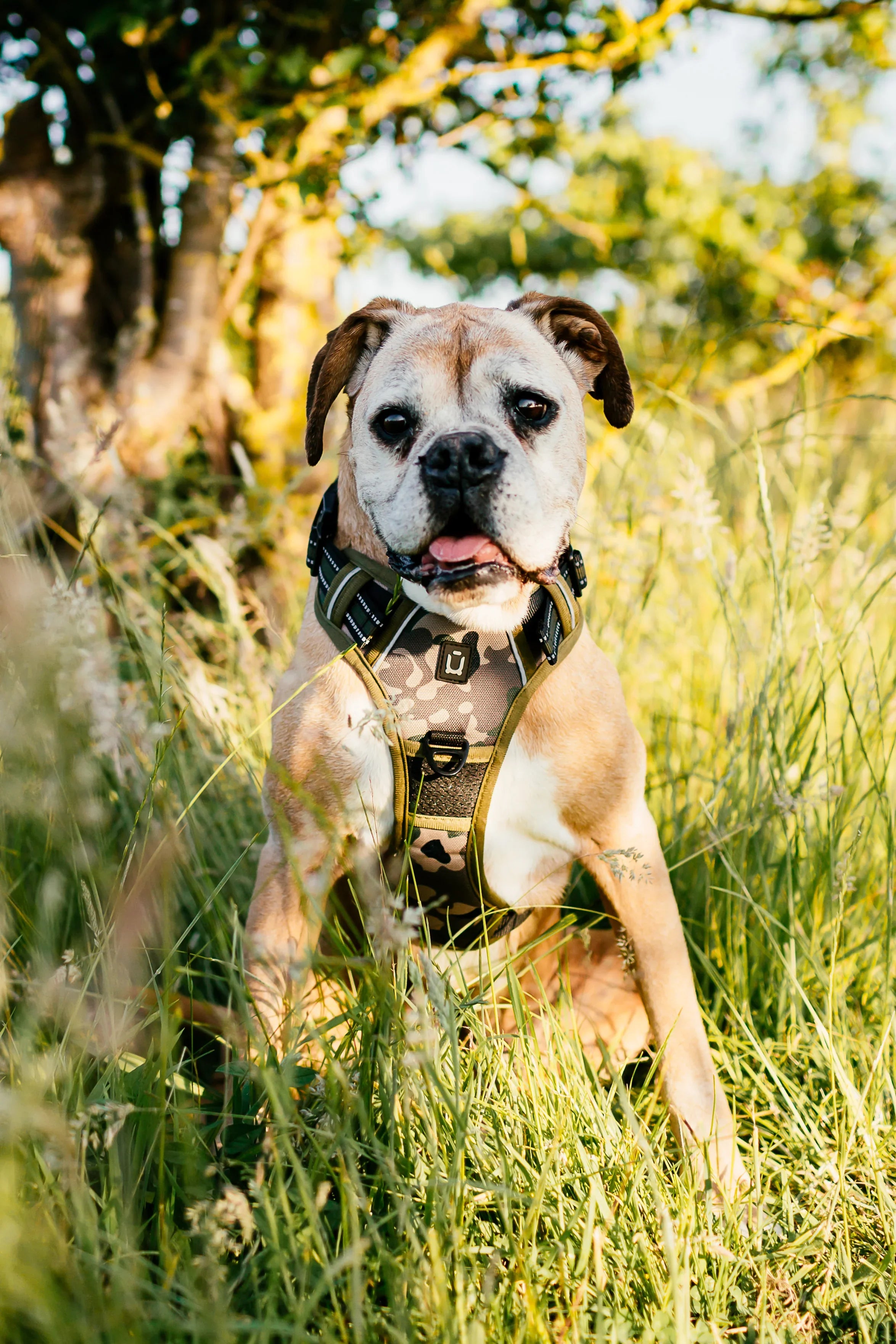 No Pull Adventure Dog Harness & Lead Set β Adjustable, Padded & Reflective