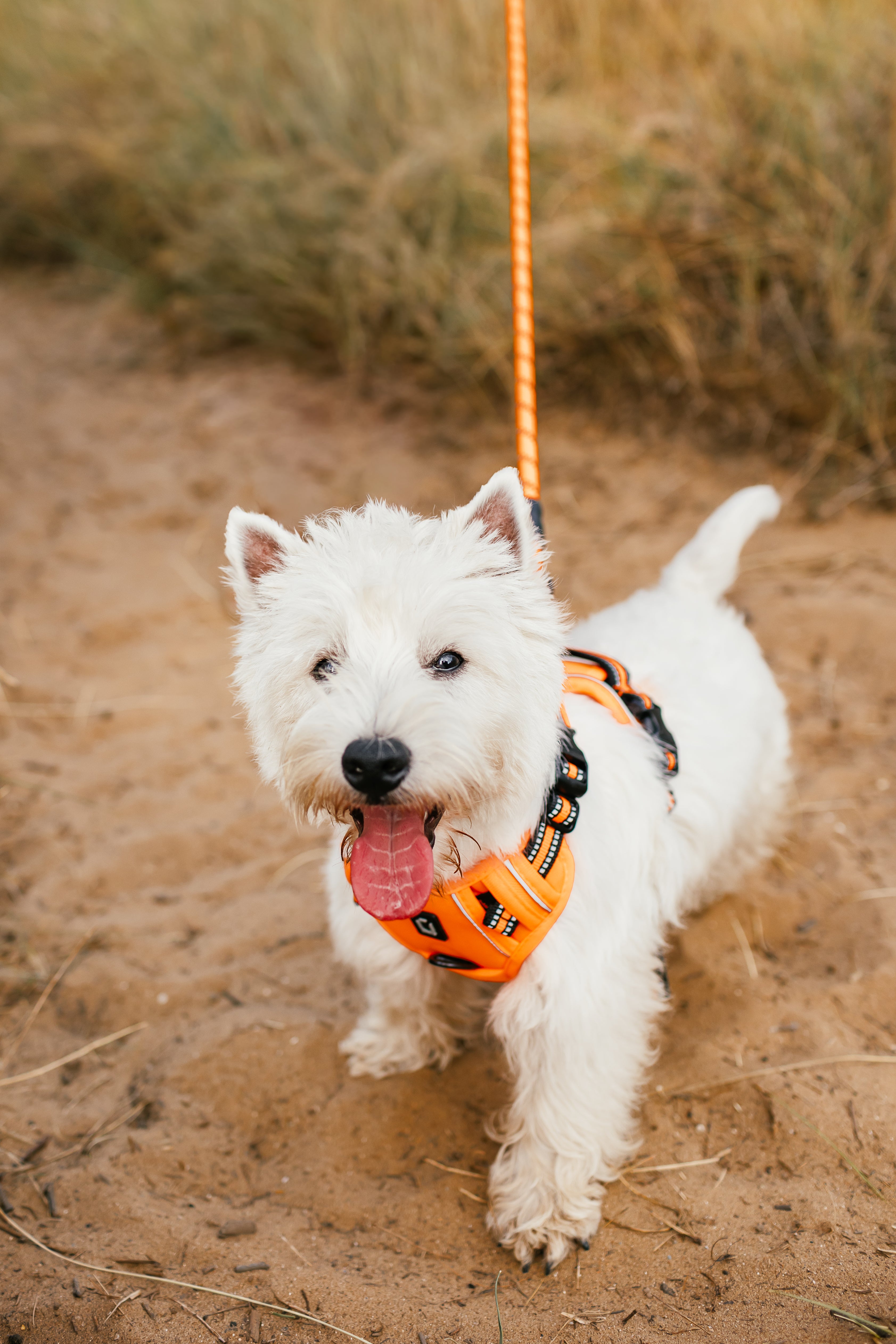 No Pull Adventure Dog Harness & Lead Set – Adjustable, Padded & Reflective