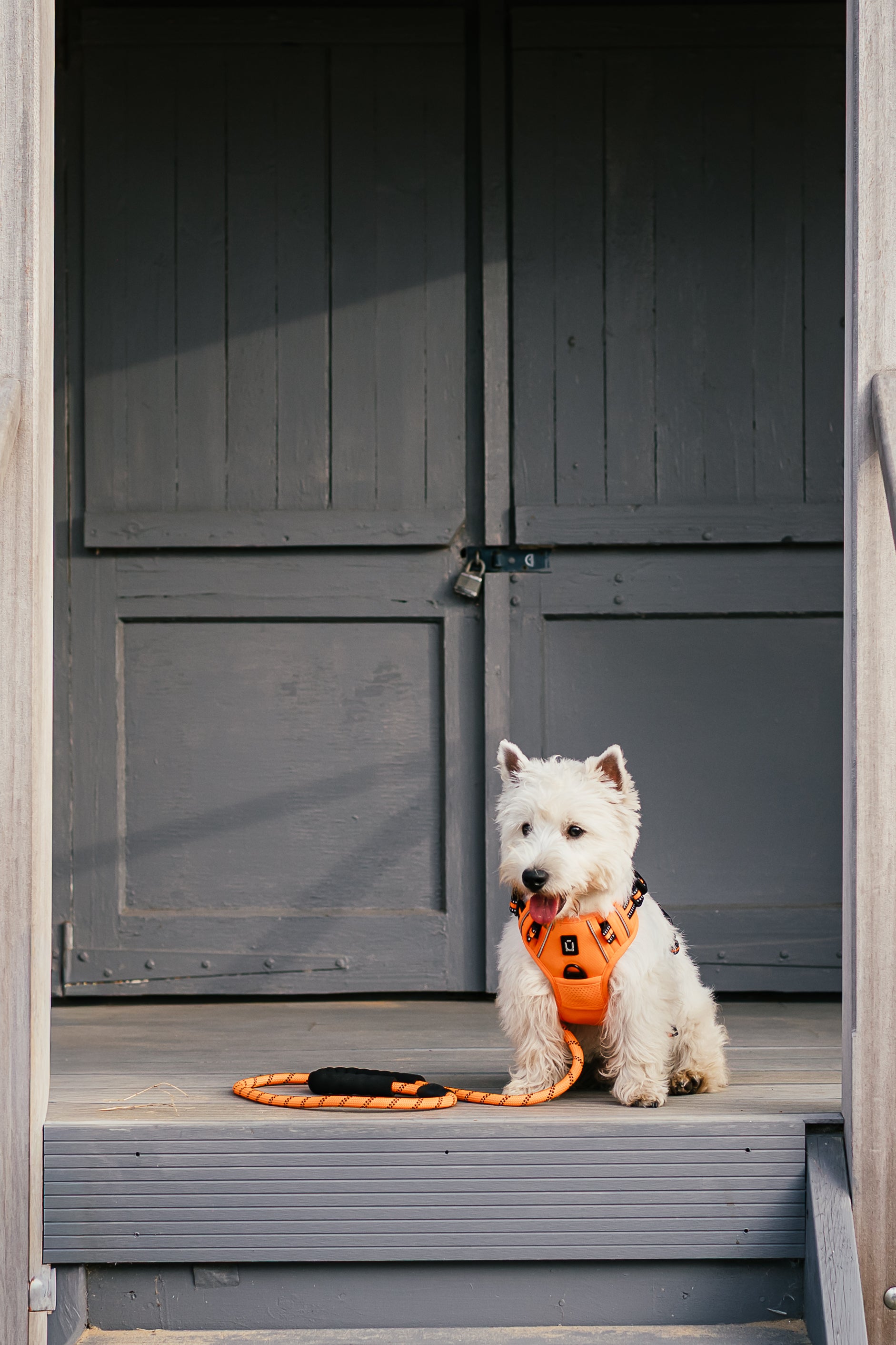 No Pull Adventure Dog Harness & Lead Set – Adjustable, Padded & Reflective