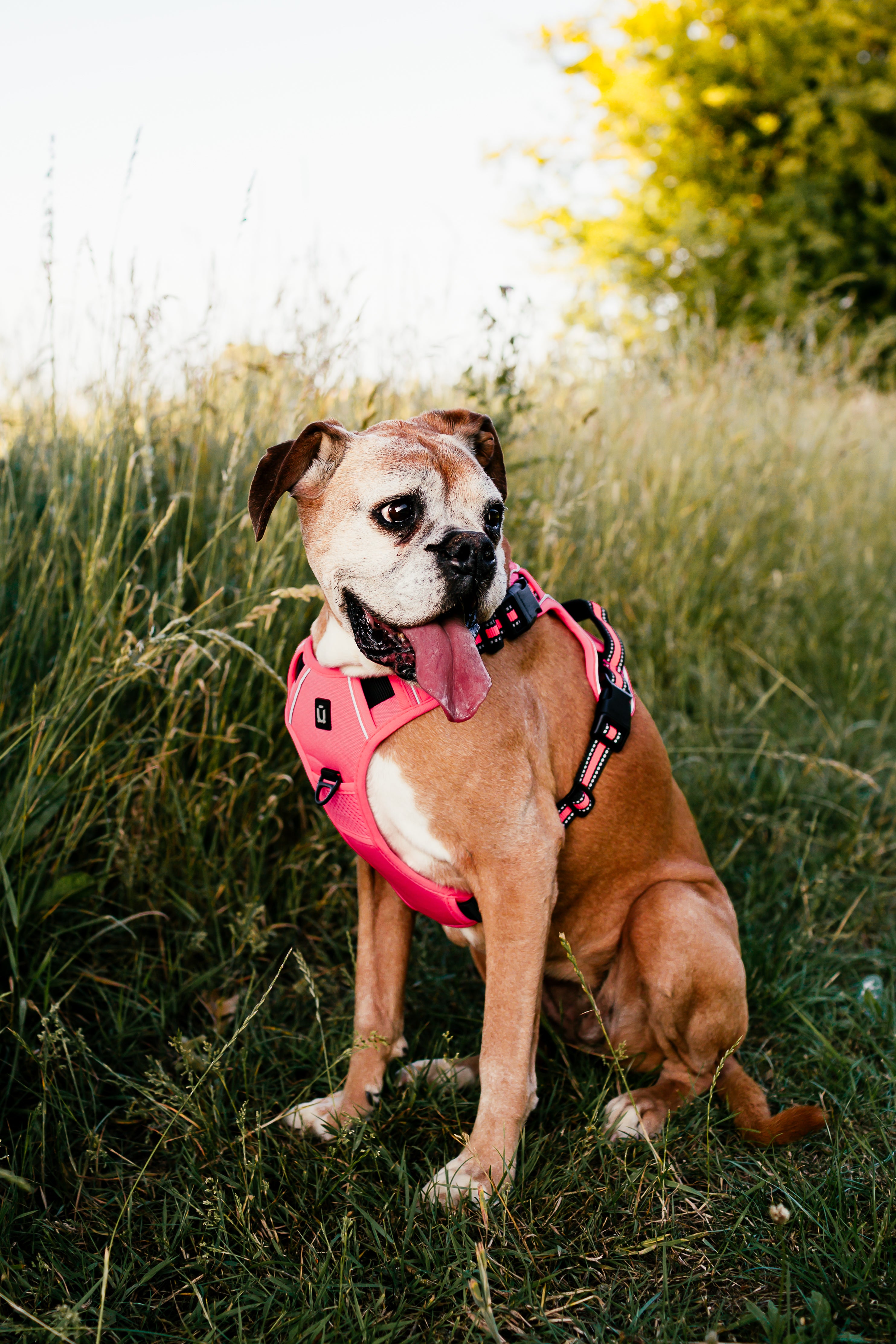 No Pull Adventure Dog Harness & Lead Set – Adjustable, Padded & Reflective