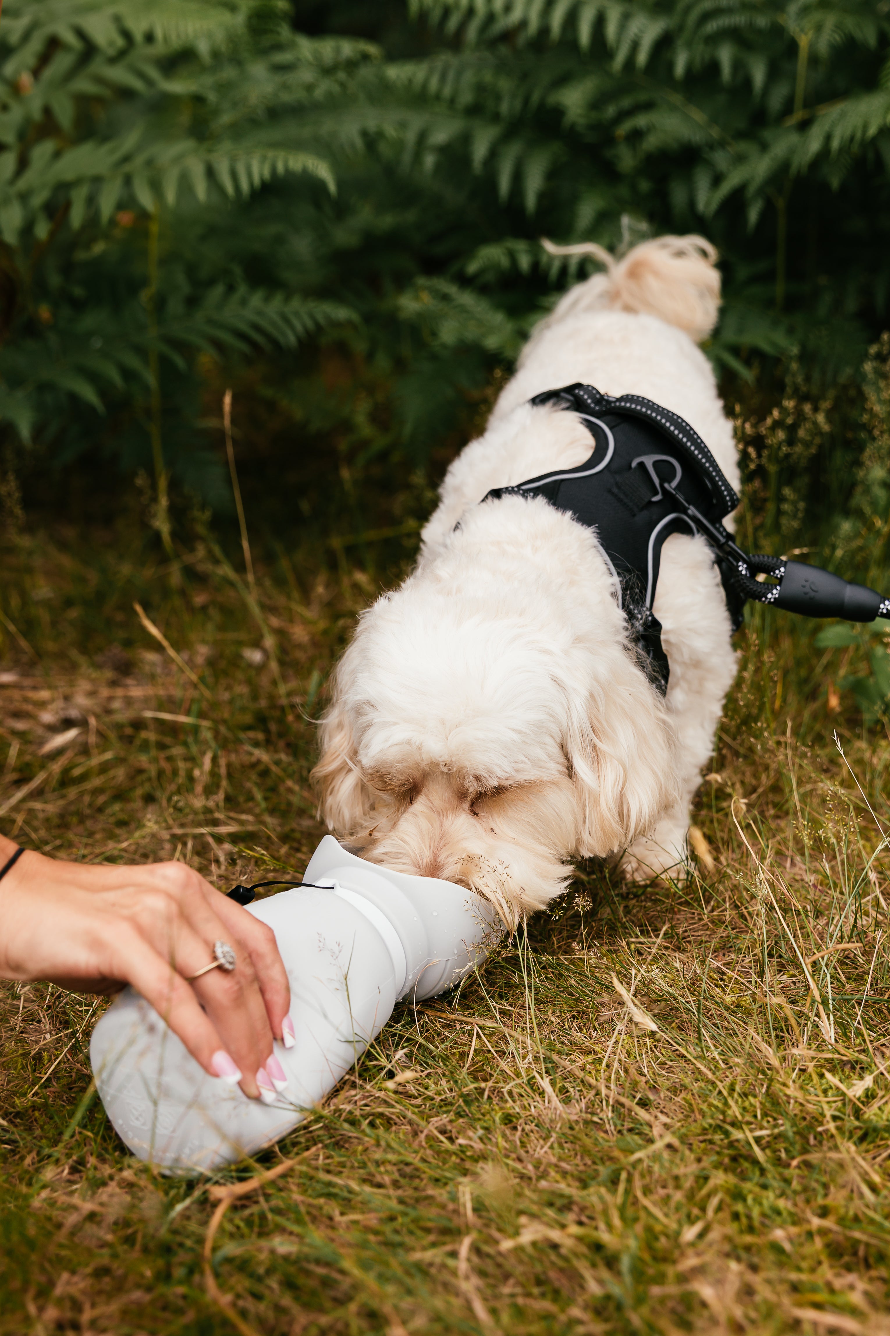 550ml Folding Dog Water Bottle