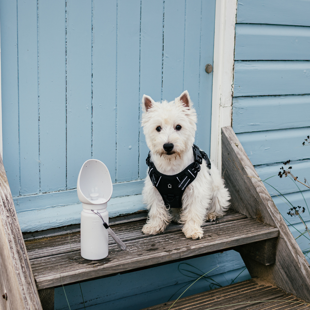 The Dog Outpost 550ml Folding Dog Water Bottle