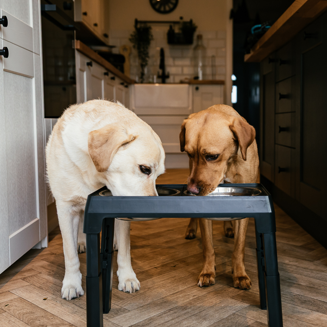The Dog Outpost Adjustable Elevated Dog Bowl Set