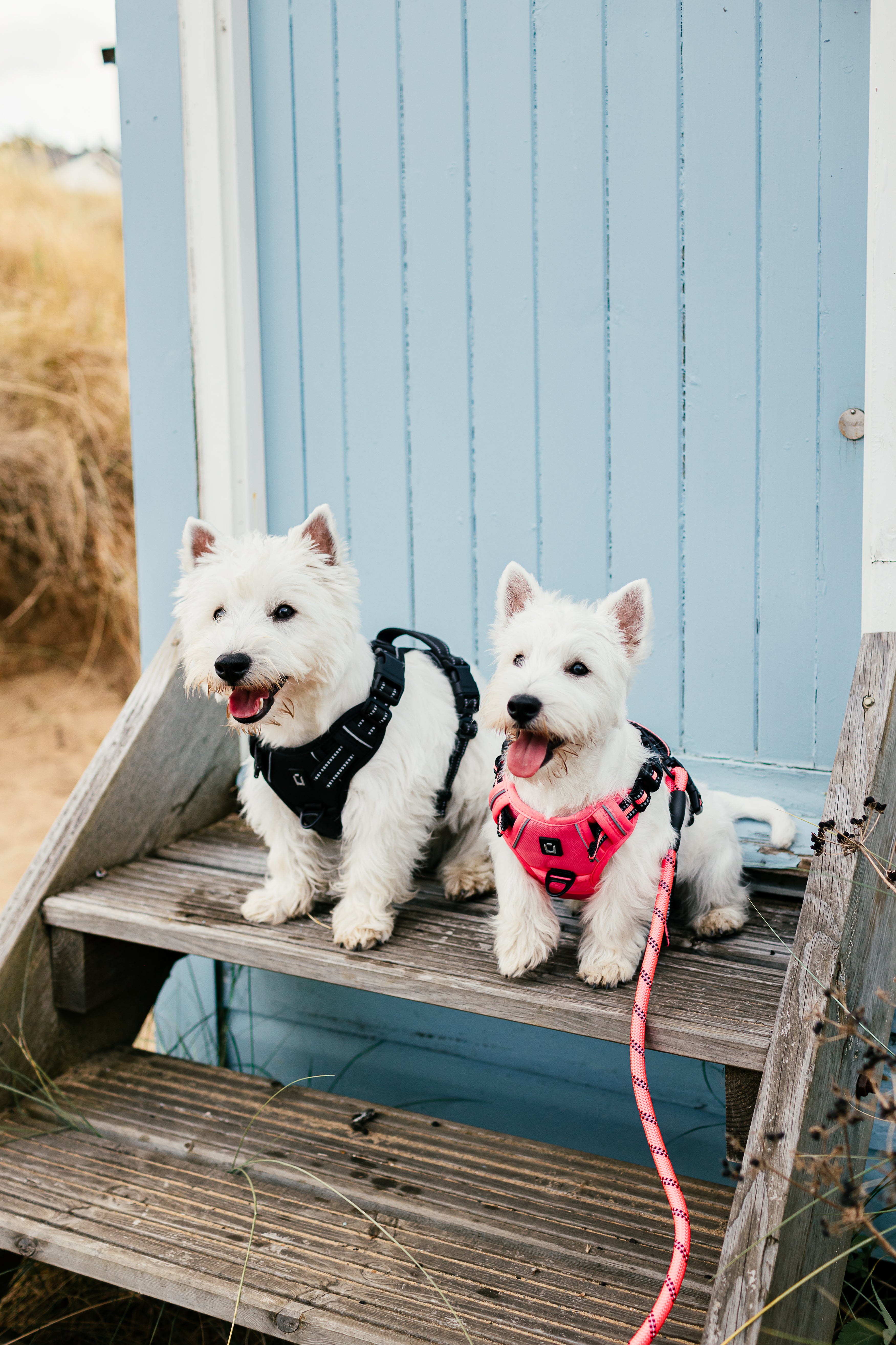 The Dog Outpost No Pull Adventure Dog Harness & Lead Set