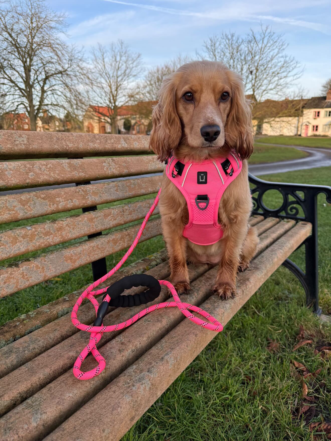 The Dog Outpost No Pull Adventure Dog Harness & Lead Set