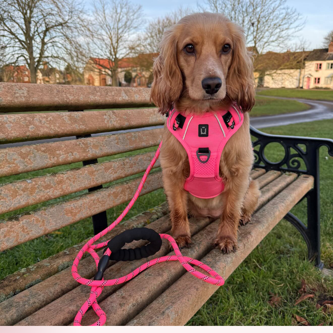 The Dog Outpost No Pull Adventure Dog Harness & Lead Set