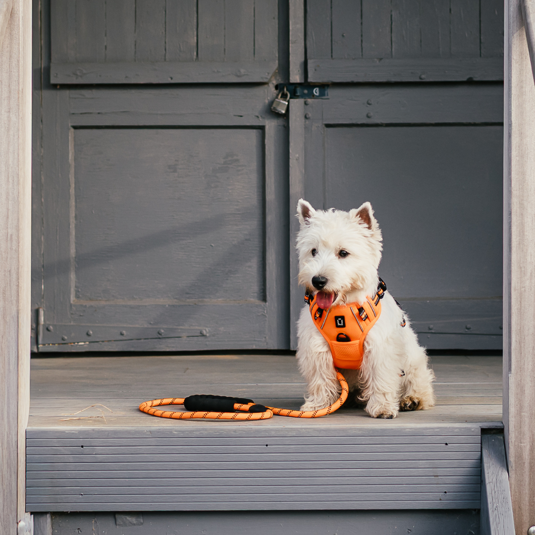 The Dog Outpost No Pull Adventure Dog Harness & Lead Set