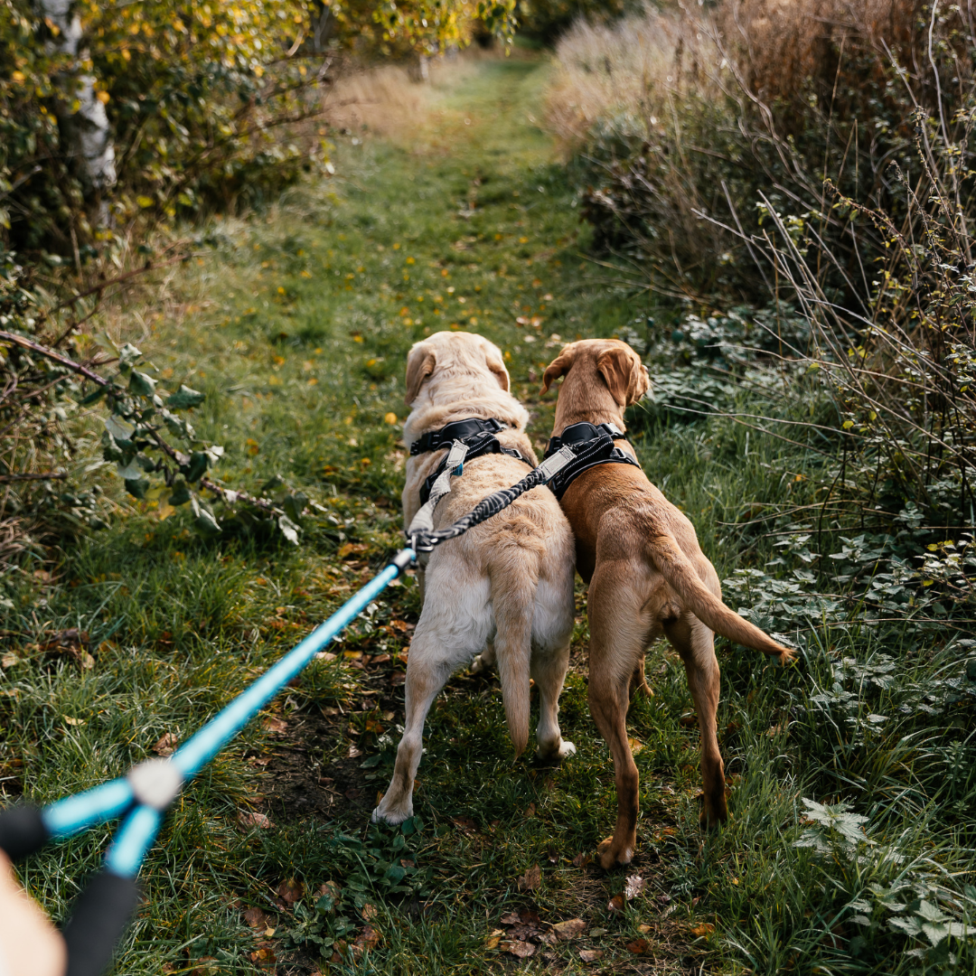 The Dog Outpost The Adventure Duo Leash