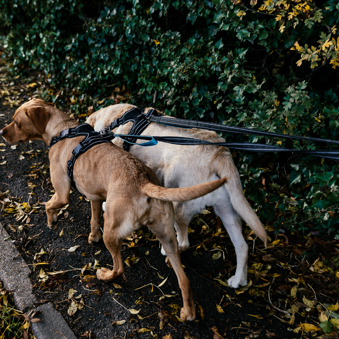 The Dog Outpost The Adventure Duo Leash