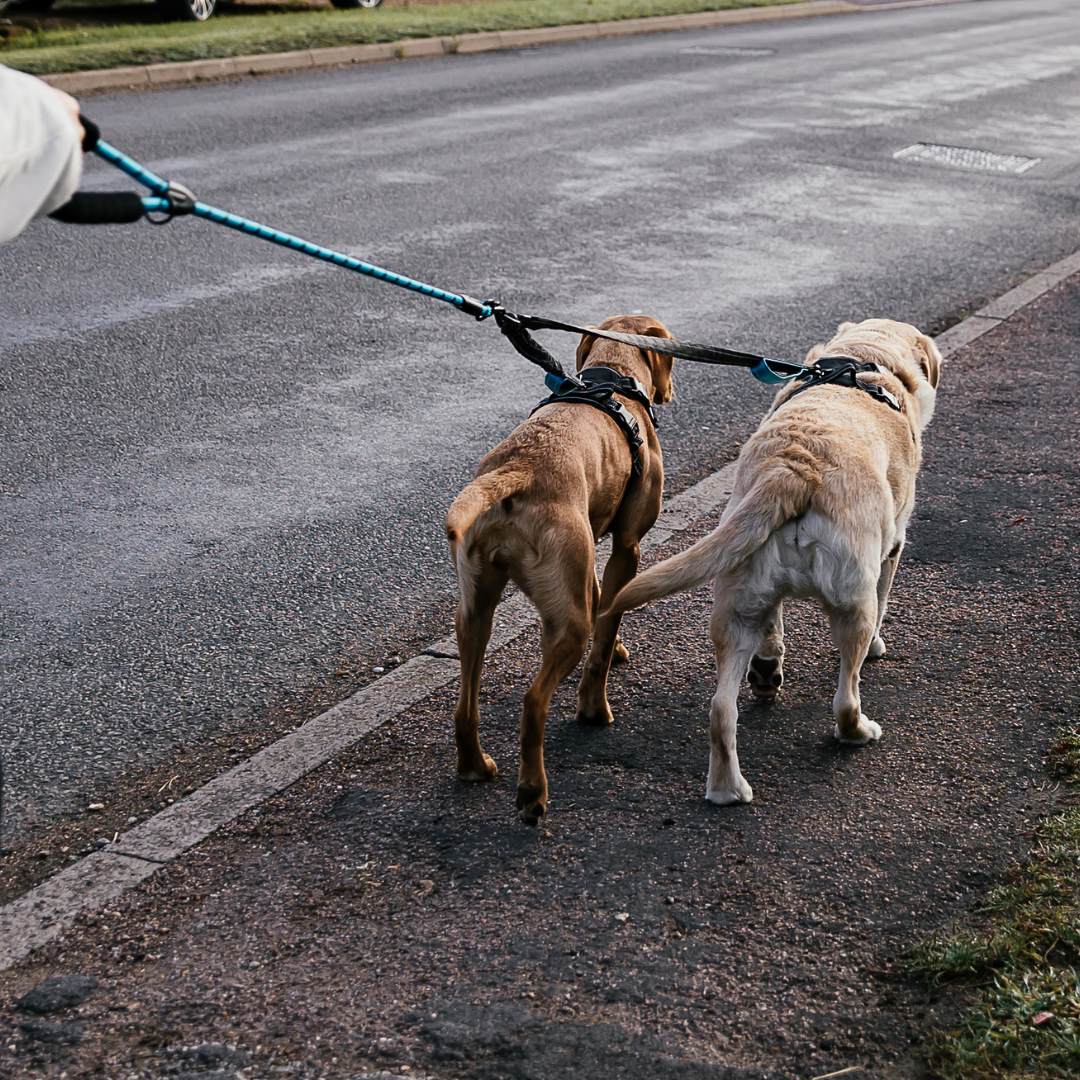 The Dog Outpost The Adventure Duo Leash